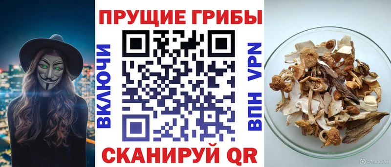 ссылка на мегу как зайти  купить наркотики цена  Тара  Псилоцибиновые грибы Psilocybine cubensis 